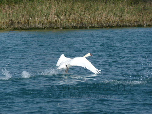 Cigni nella laguna di Grado